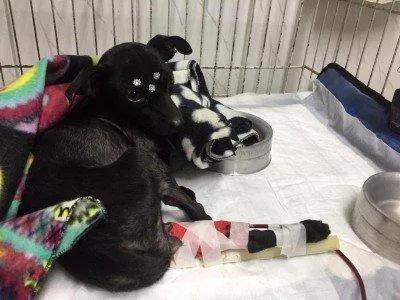 Salve A Cachorrinha Da Minha filha