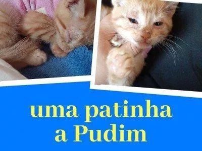 uma patinha para Pudim