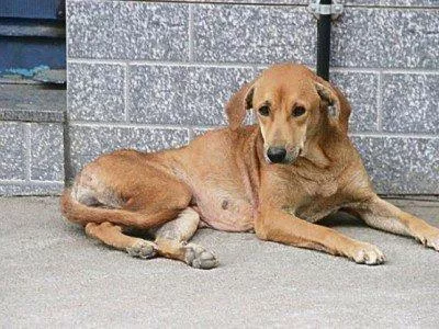 Animais de rua merecem um lar