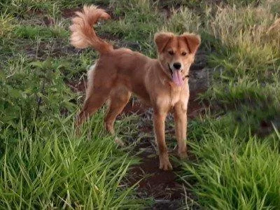 Asilo para cães idosos abandonados