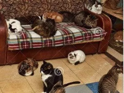 Castração de animais de rua, por favor nos ajude