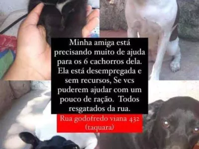 Ajuda para meus cães e gatos