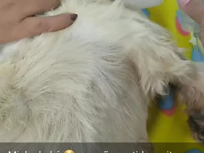 chanelll e uma pet contraiu dirofilariose
