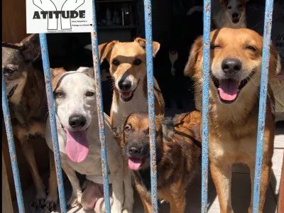 Ajude a manter animais resgatados doentes